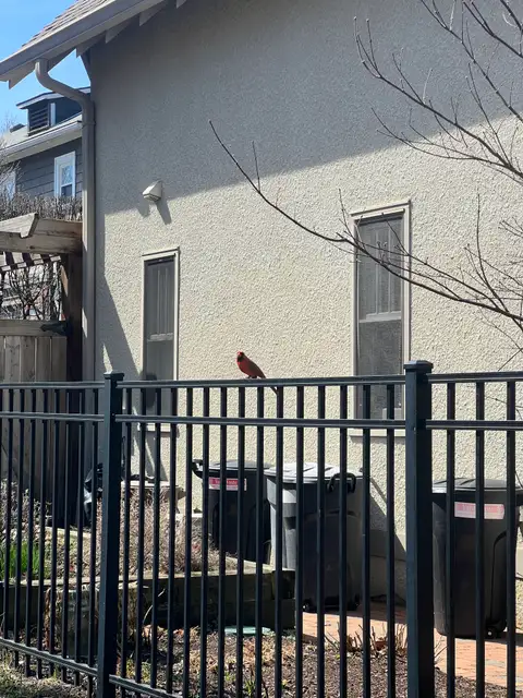 Nature's vibrant splash of red, perfectly perched.